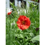 Geum chiloense 'Feuerball'